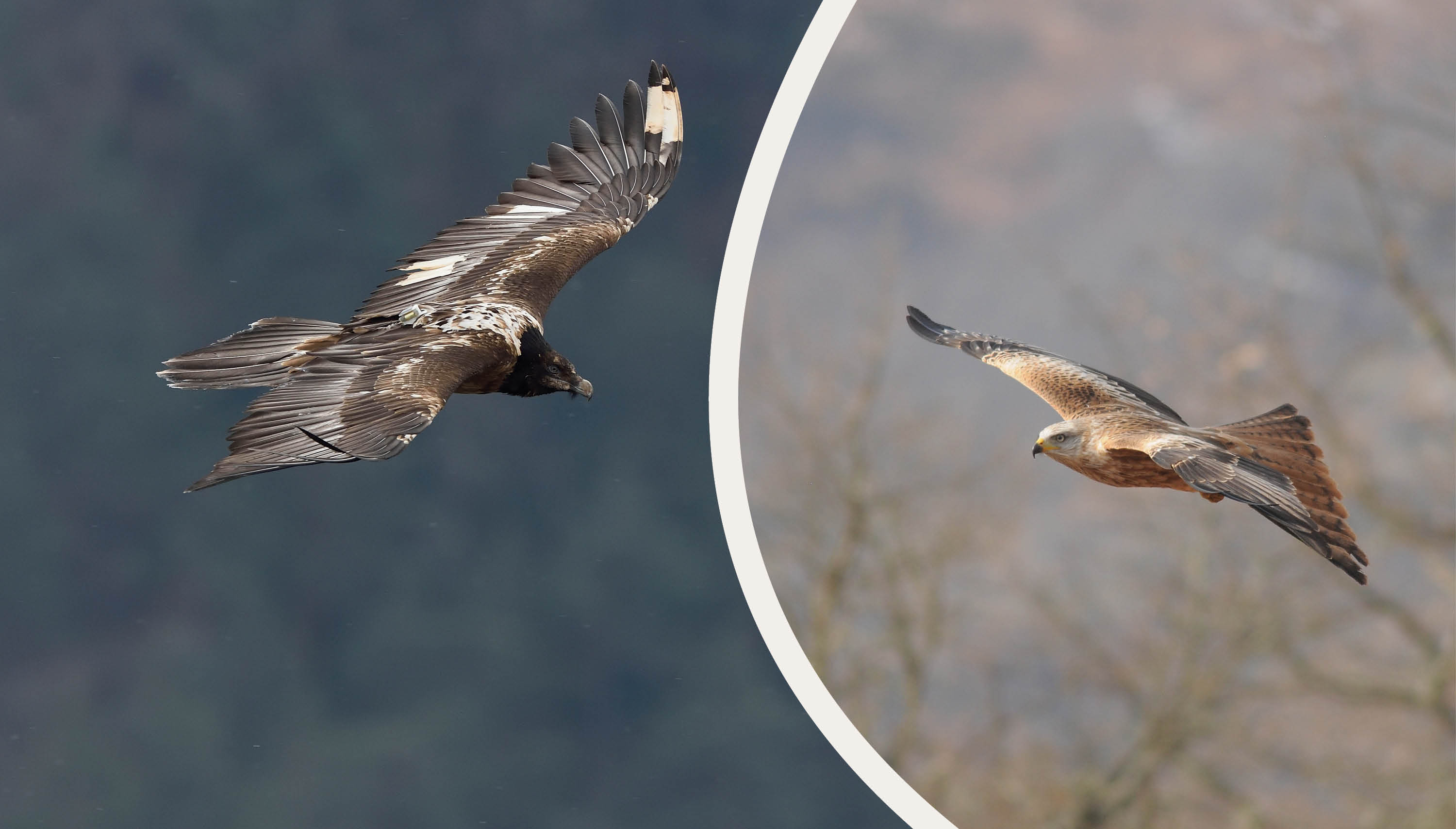 Projet 4Nekros : un programme transfrontalier au service de la conservation des rapaces nécrophages